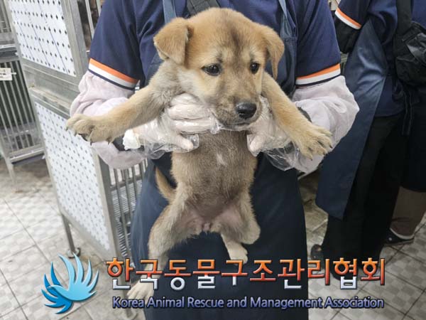 종료(안락사) 믹스…